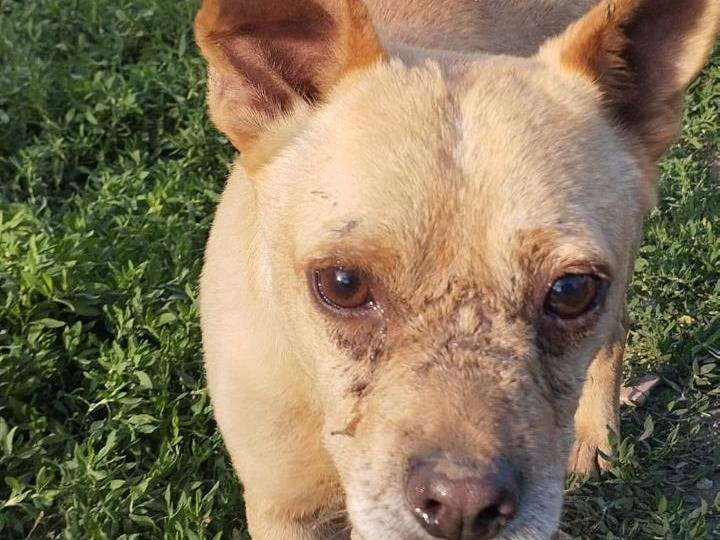 Vuoi adottare un cane a Napoli?