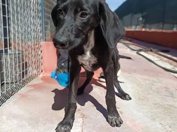Adozione cane, femmina, Segugio Razza sconosciuta, 3 mesi, taglia media, Genova