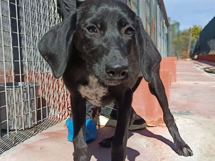Adotta un cane, femmina, 3 mesi, Genova