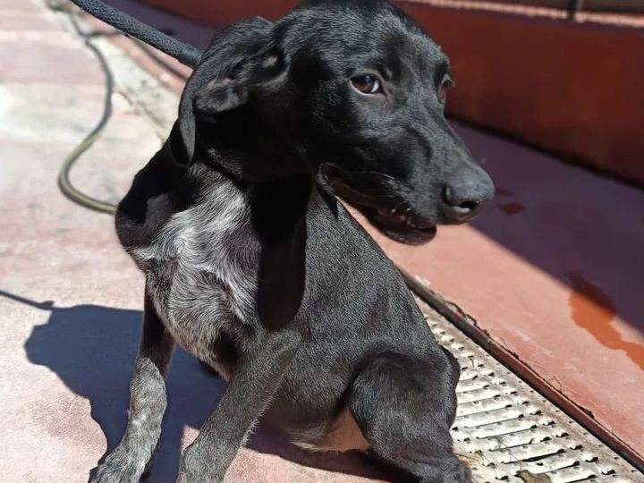 Adotta un cane, taglia media, femmina, Genova