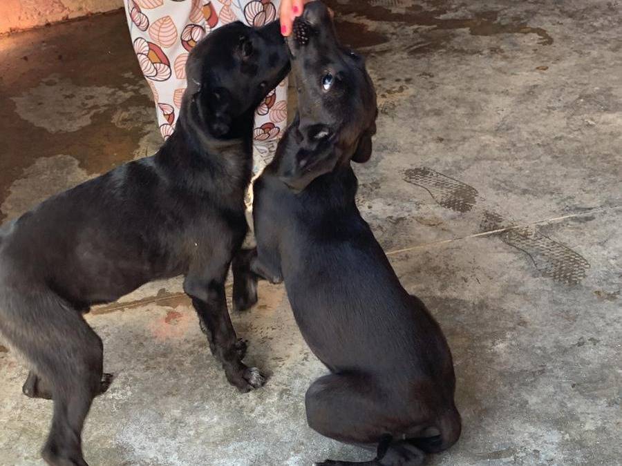 Vuoi adottare un cane a Genova?