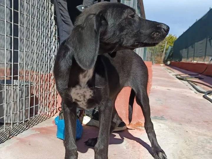 Adotta il cane Charlotte  a Genova