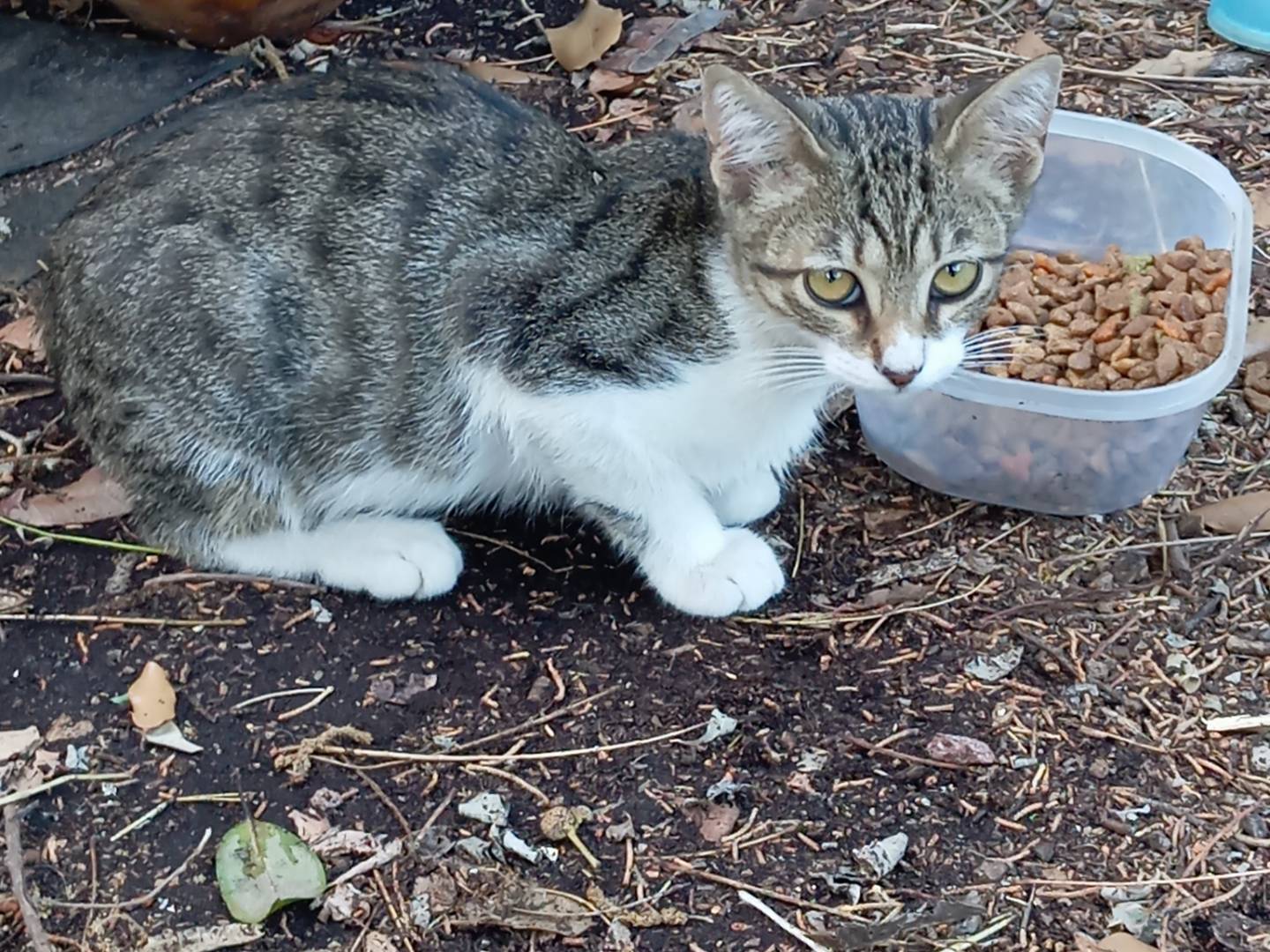 Adotta un gatto, maschio, 3 mesi, Viterbo
