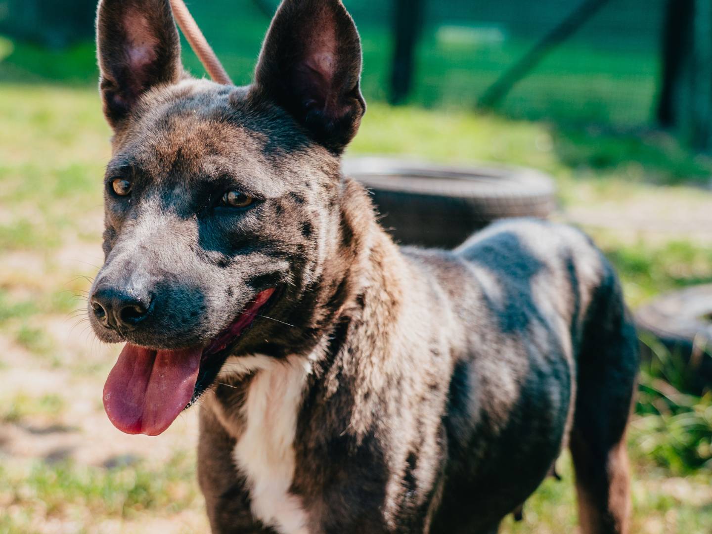 Adozione cane, femmina, Razza sconosciuta Razza sconosciuta, 2 anni e 1 mese, taglia media, Milano
