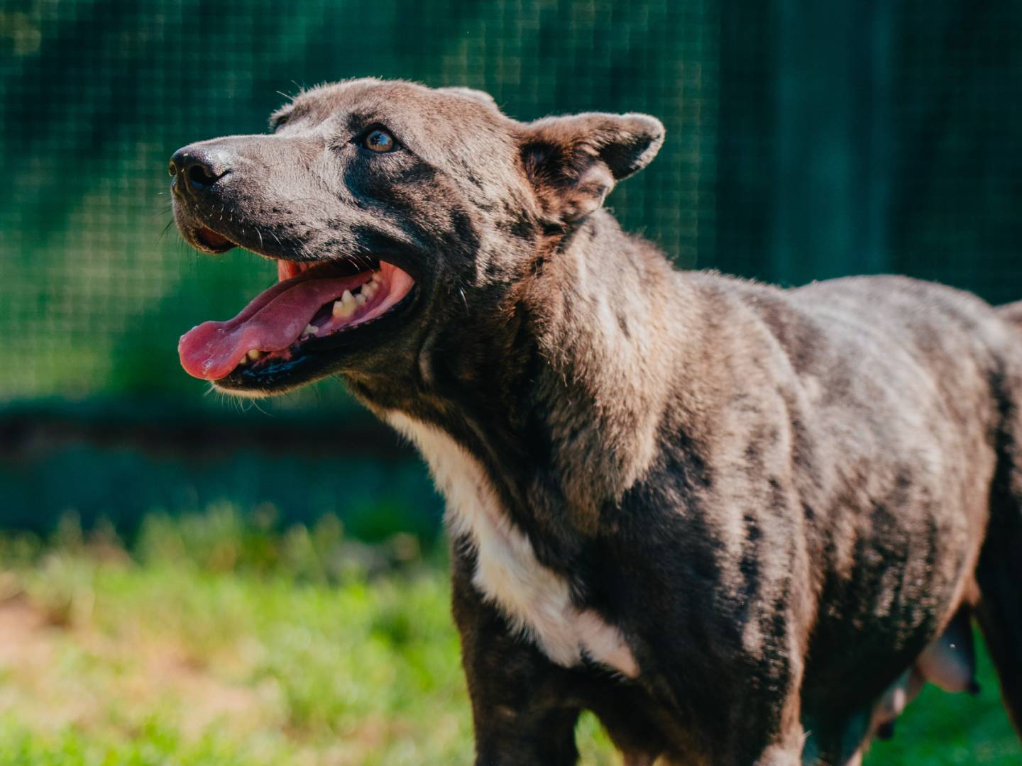 Adotta un cane, femmina, 2 anni e 1 mese, Milano