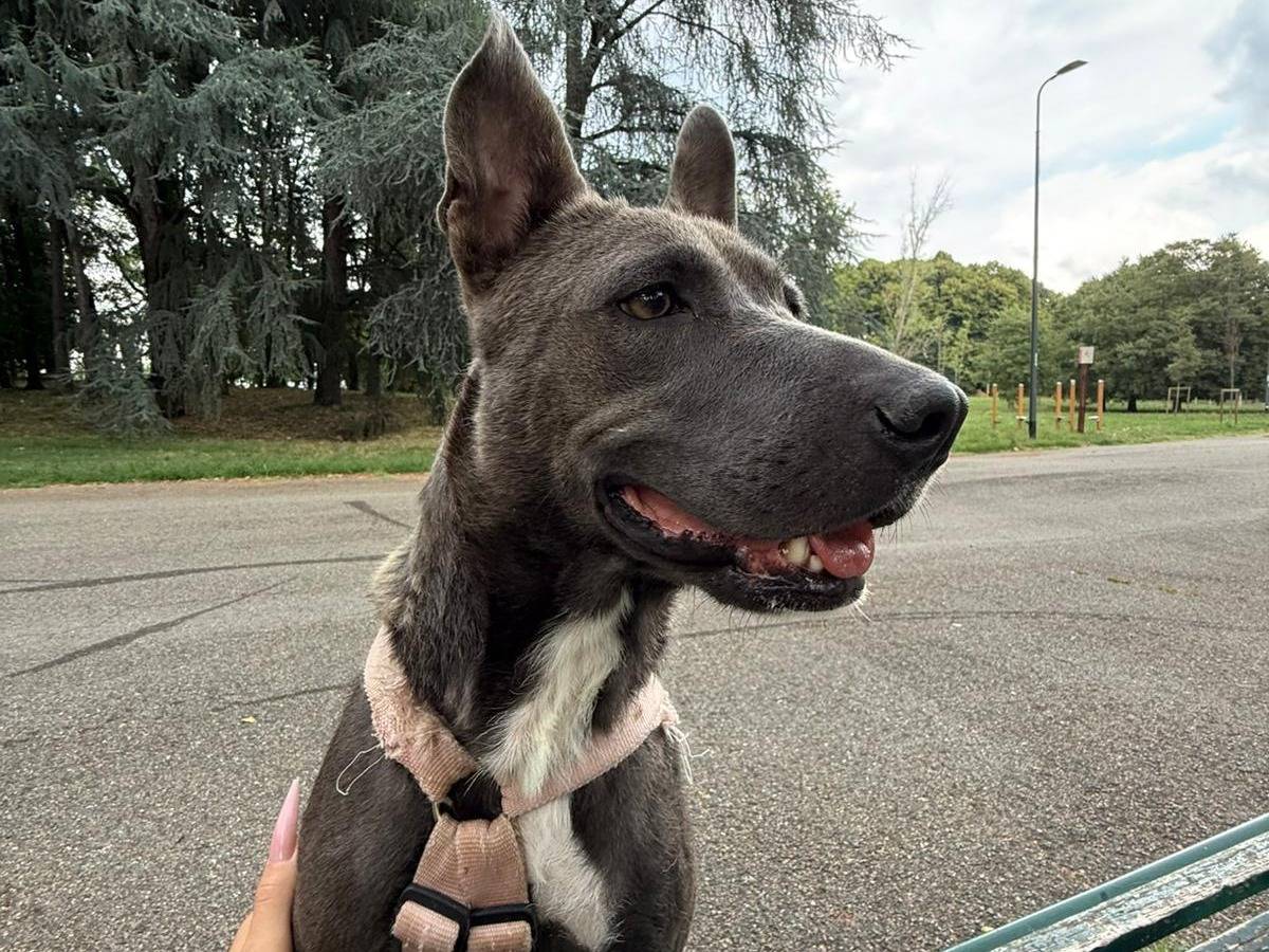 Adotta un cane, taglia media, femmina, Milano