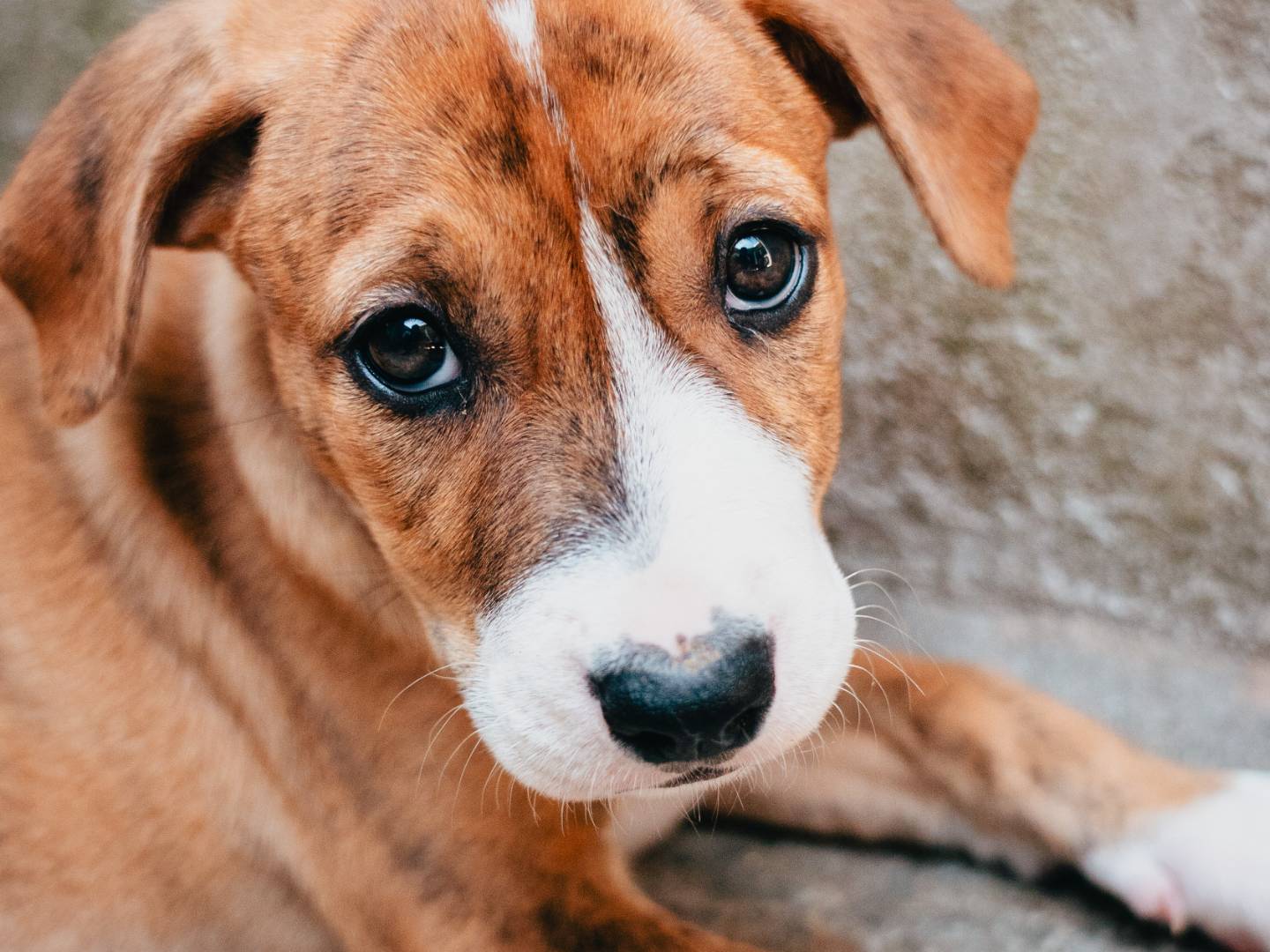Adozione cane, femmina, Razza sconosciuta Razza sconosciuta, 3 mesi, taglia media, Milano
