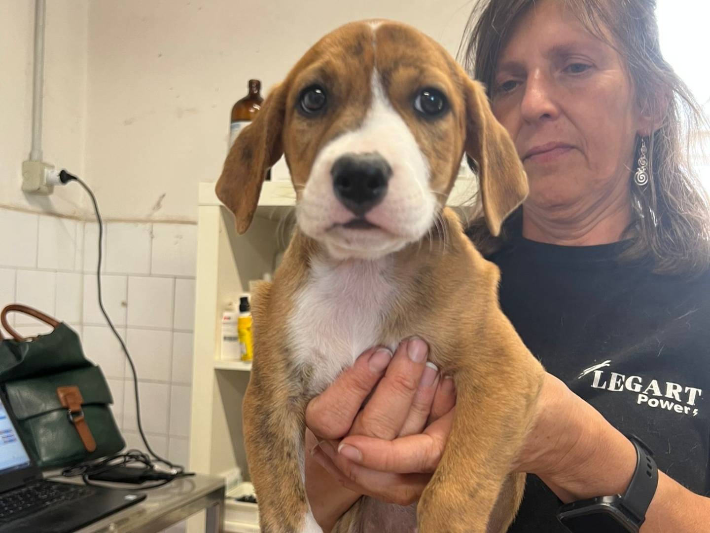 Adotta un cane, femmina, 3 mesi, Milano