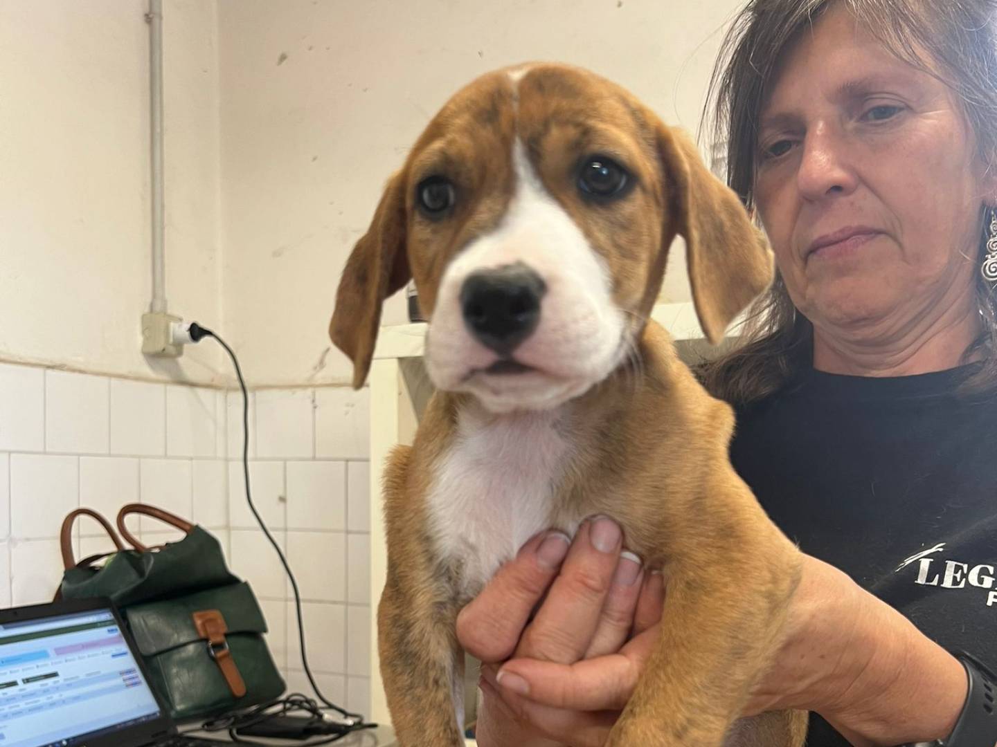 Adotta un cane, taglia media, femmina, Milano