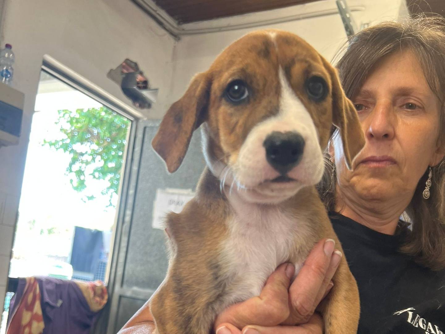 Vuoi adottare un cane a Milano?