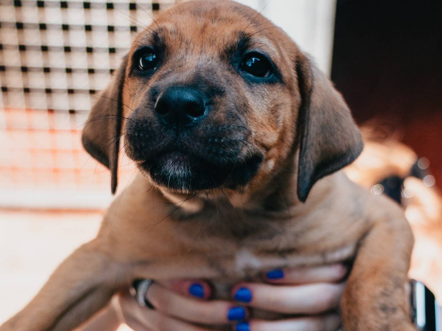 Adozione cane, maschio, Razza sconosciuta Razza sconosciuta, 3 mesi, taglia media, Milano