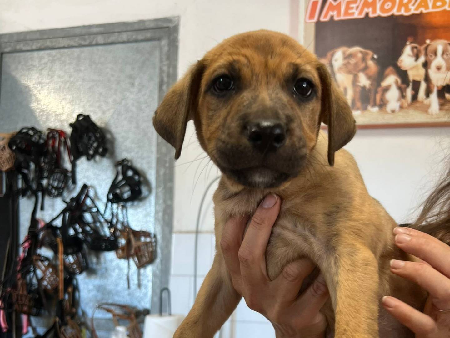 Adotta un cane, maschio, 3 mesi, Milano