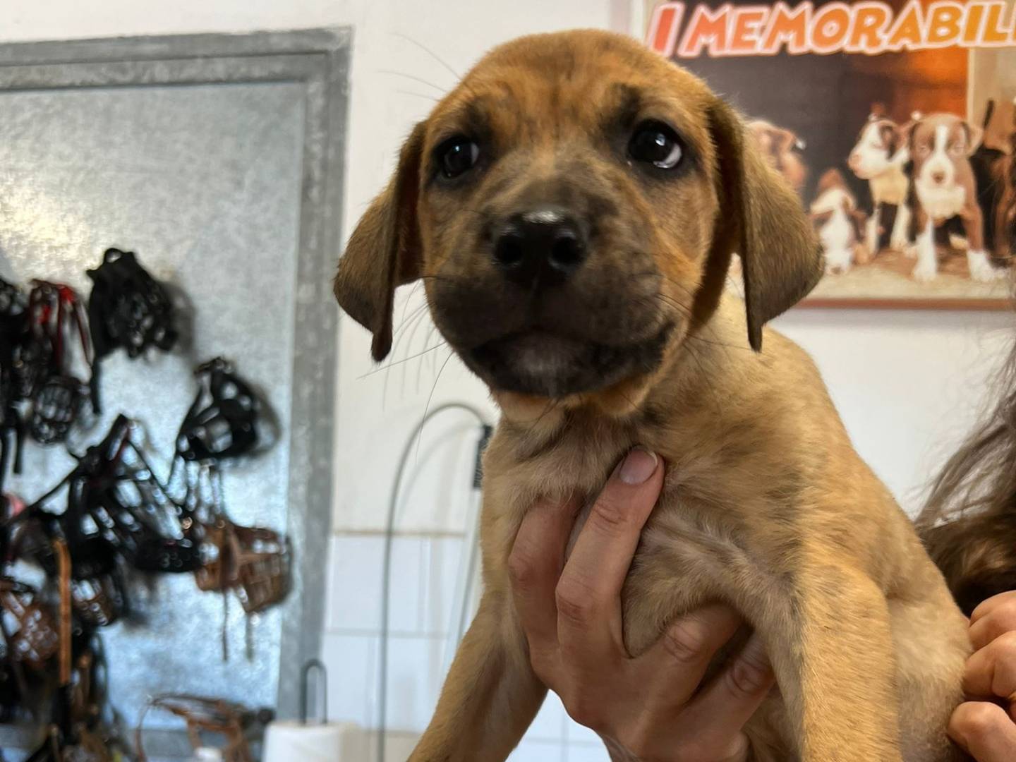 Adotta un cane, taglia media, maschio, Milano