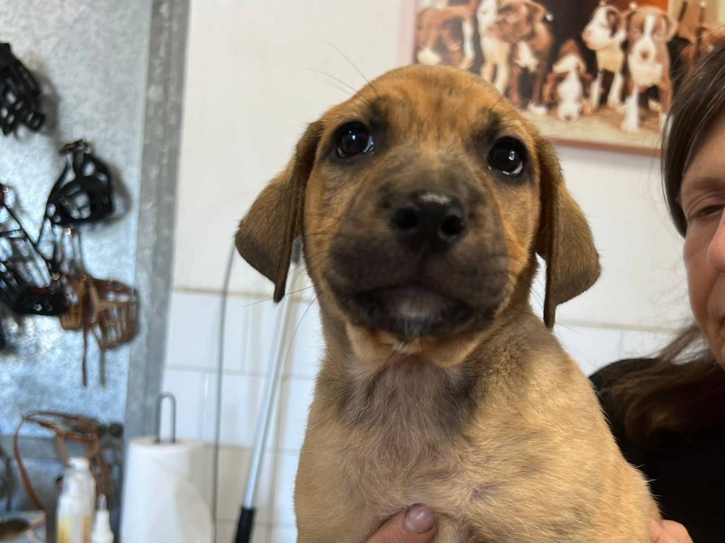 Vuoi adottare un cane a Milano?