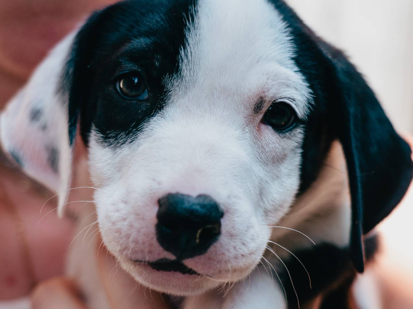 Adozione cane, maschio, Razza sconosciuta Razza sconosciuta, 3 mesi, taglia media, Milano