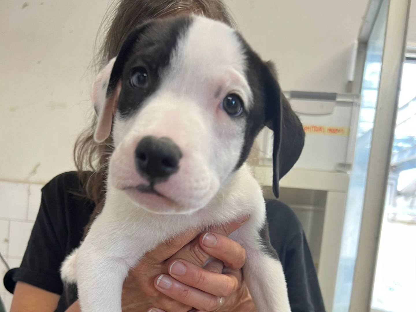 Adotta un cane, maschio, 3 mesi, Milano