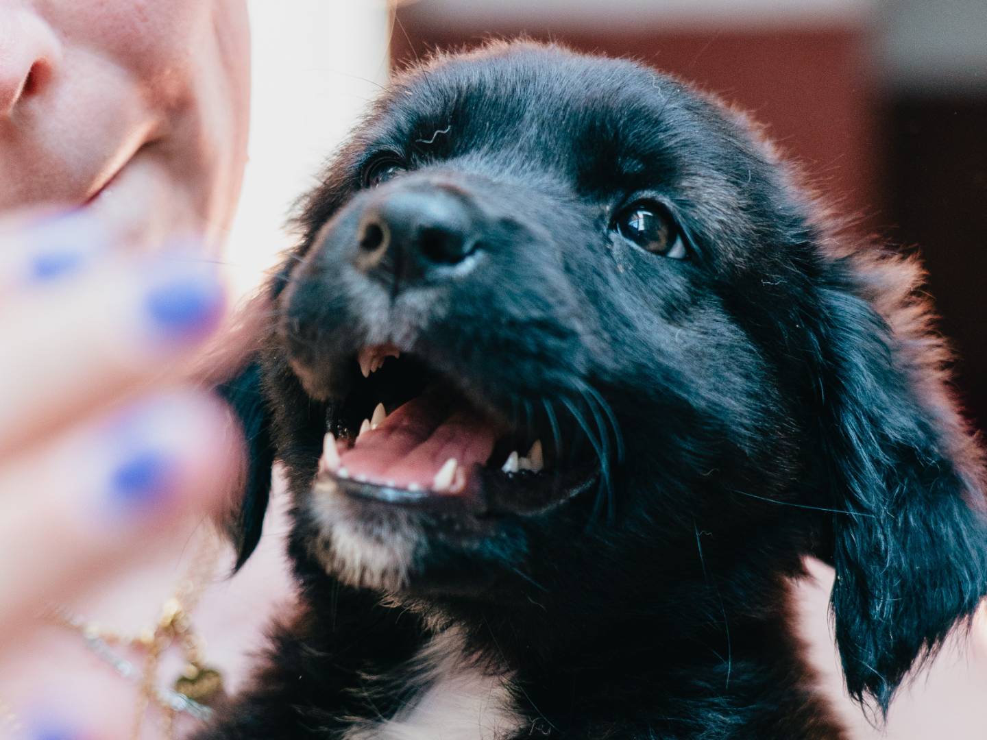 Adozione cane, femmina, Razza sconosciuta Razza sconosciuta, 3 mesi, taglia media, Milano