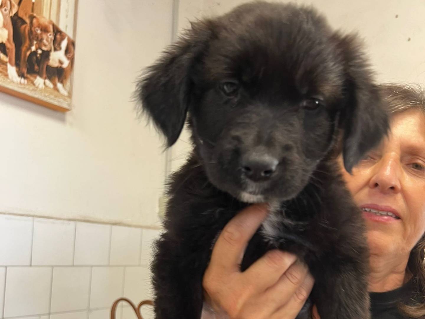Adotta un cane, femmina, 3 mesi, Milano