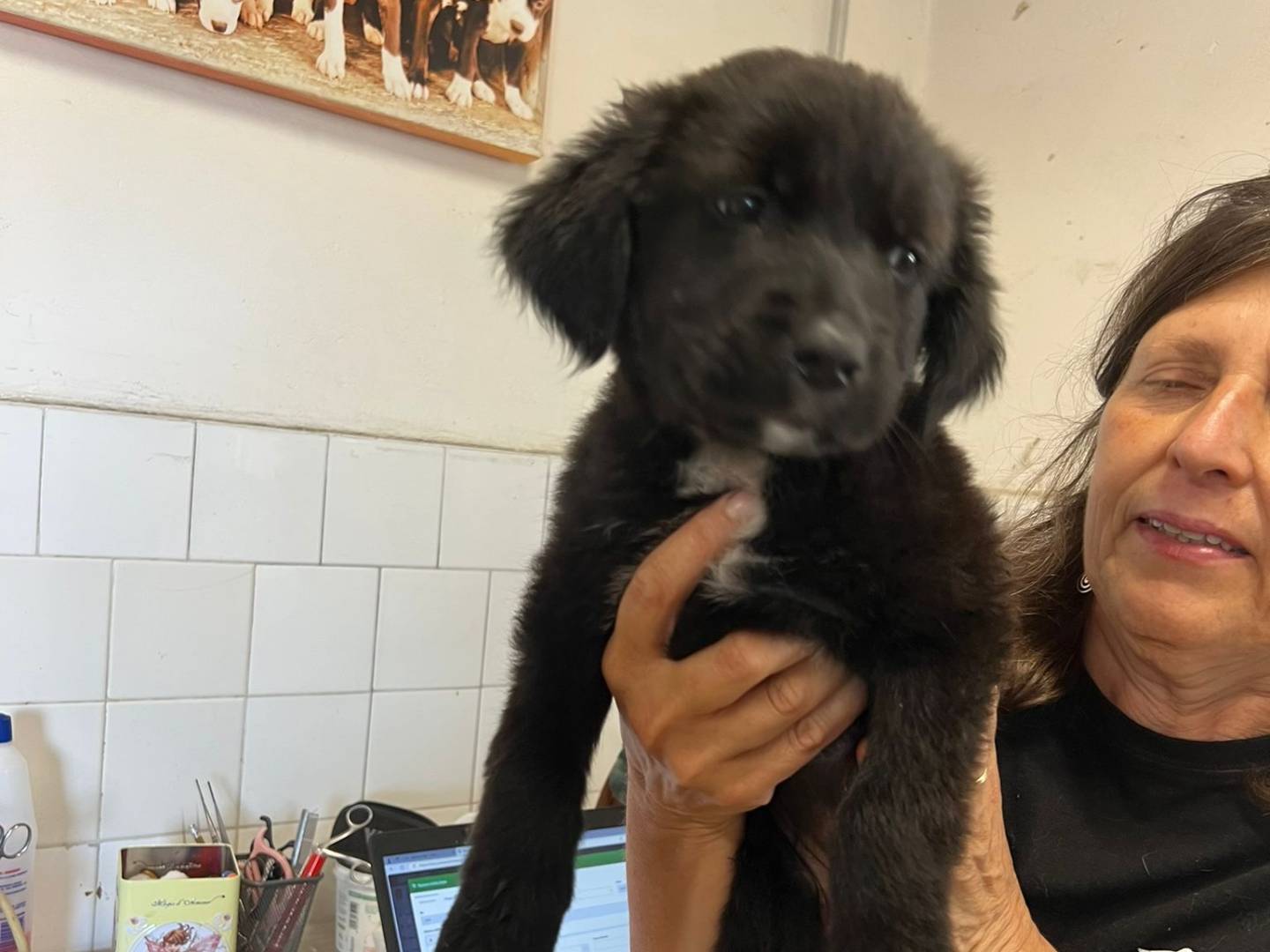 Adotta un cane, taglia media, femmina, Milano