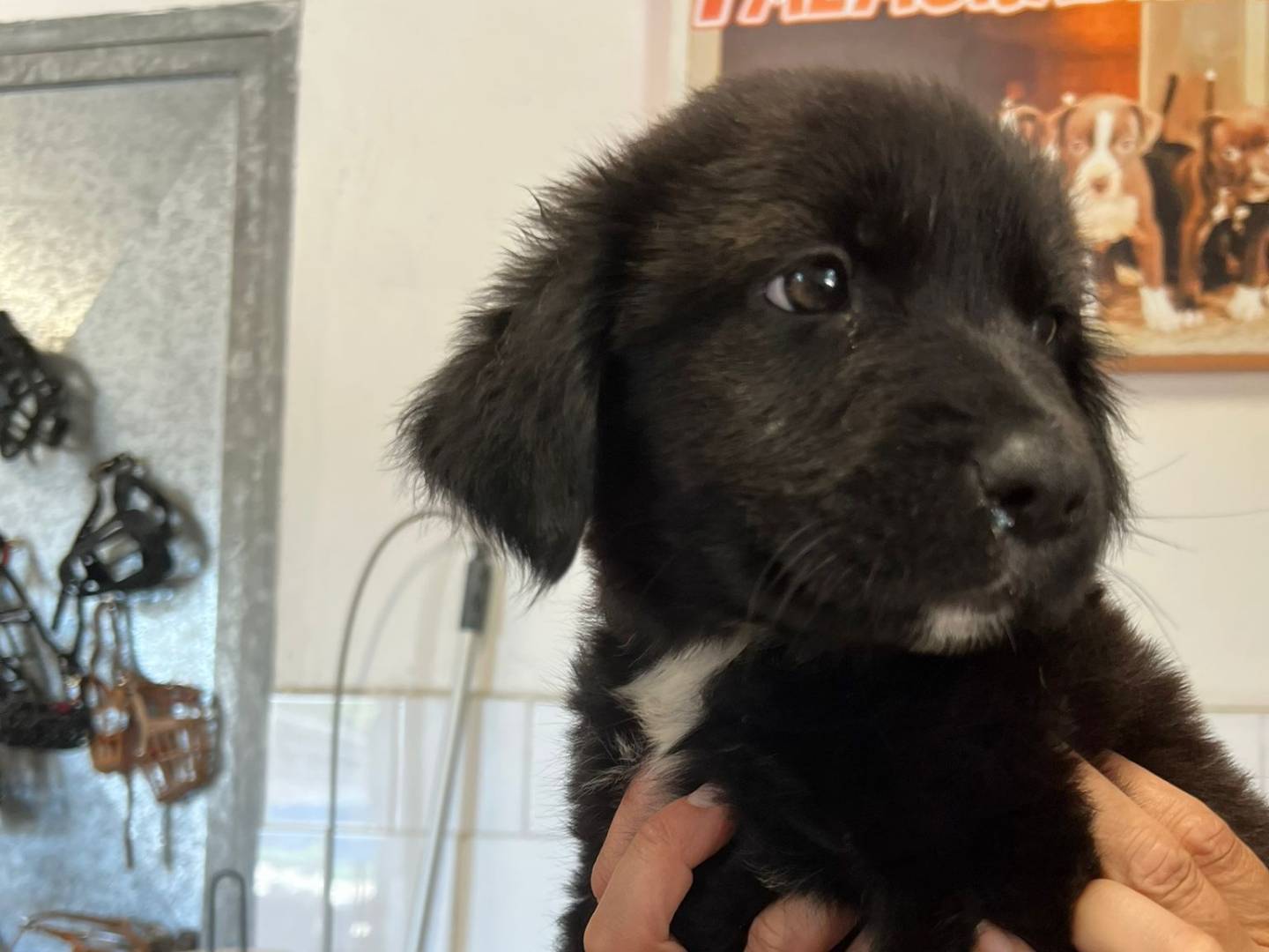 Vuoi adottare un cane a Milano?