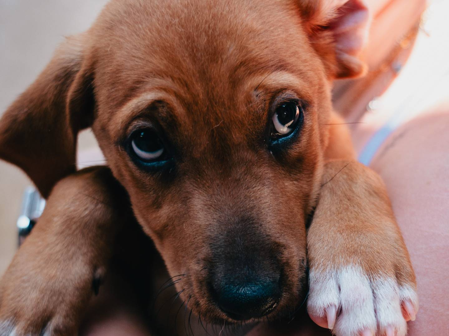 Adozione cane, femmina, Razza sconosciuta Razza sconosciuta, 3 mesi, taglia media, Milano