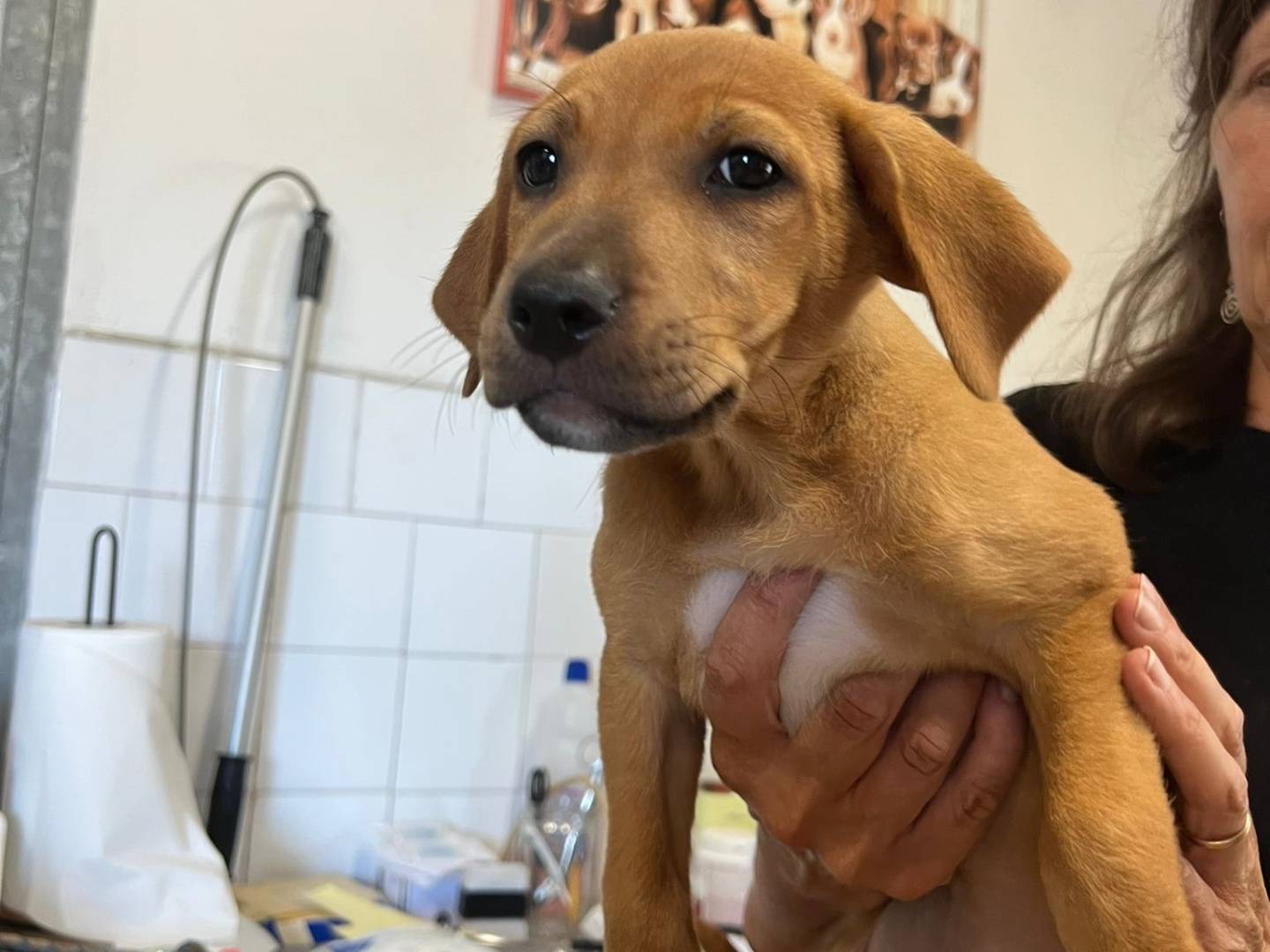Adotta un cane, femmina, 3 mesi, Milano