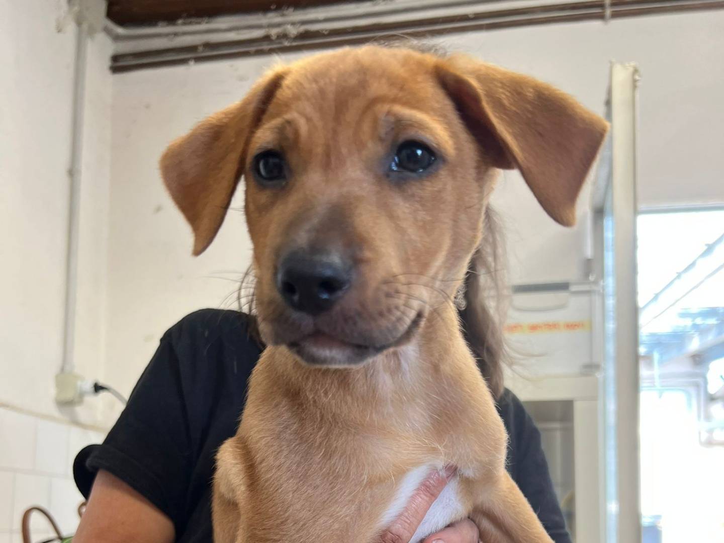 Adotta un cane, taglia media, femmina, Milano