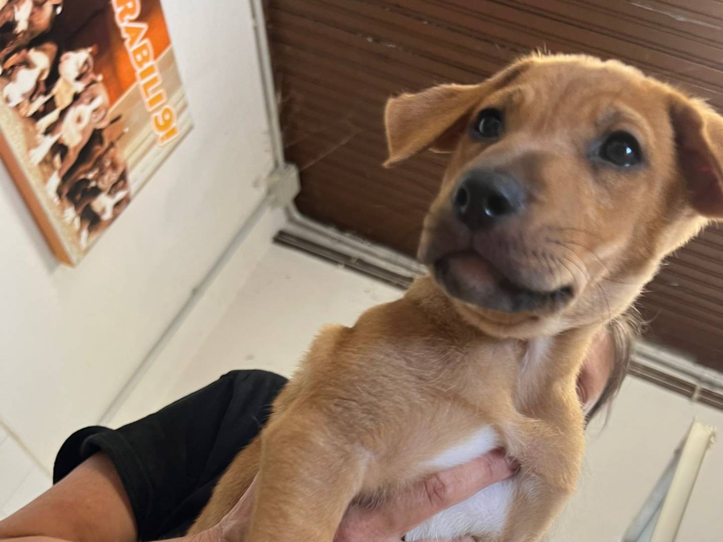 Vuoi adottare un cane a Milano?