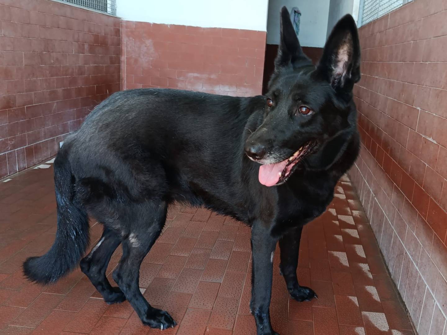 Adozione cane, femmina, Pastore Belga Groenendael Razza sconosciuta, 4 anni e 9 mesi, taglia grande, Milano