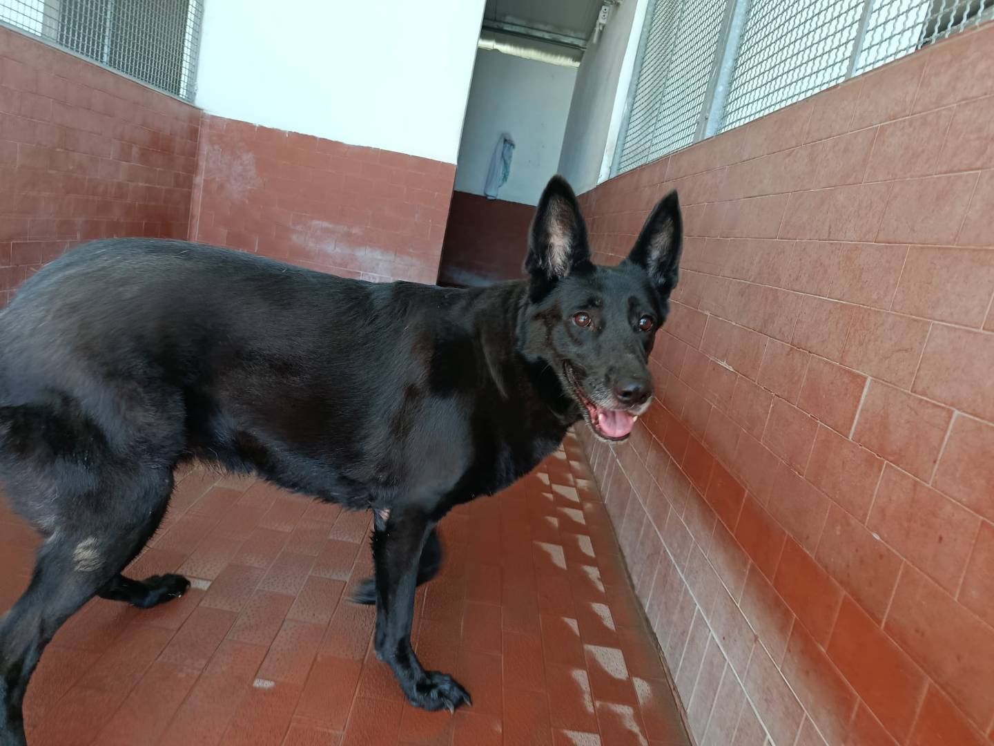 Adotta un cane, femmina, 4 anni e 9 mesi, Milano