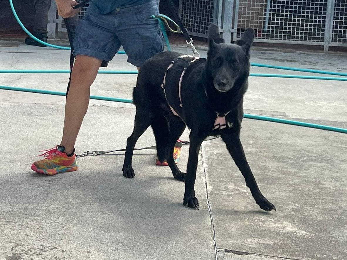 Adotta un cane, taglia grande, femmina, Milano