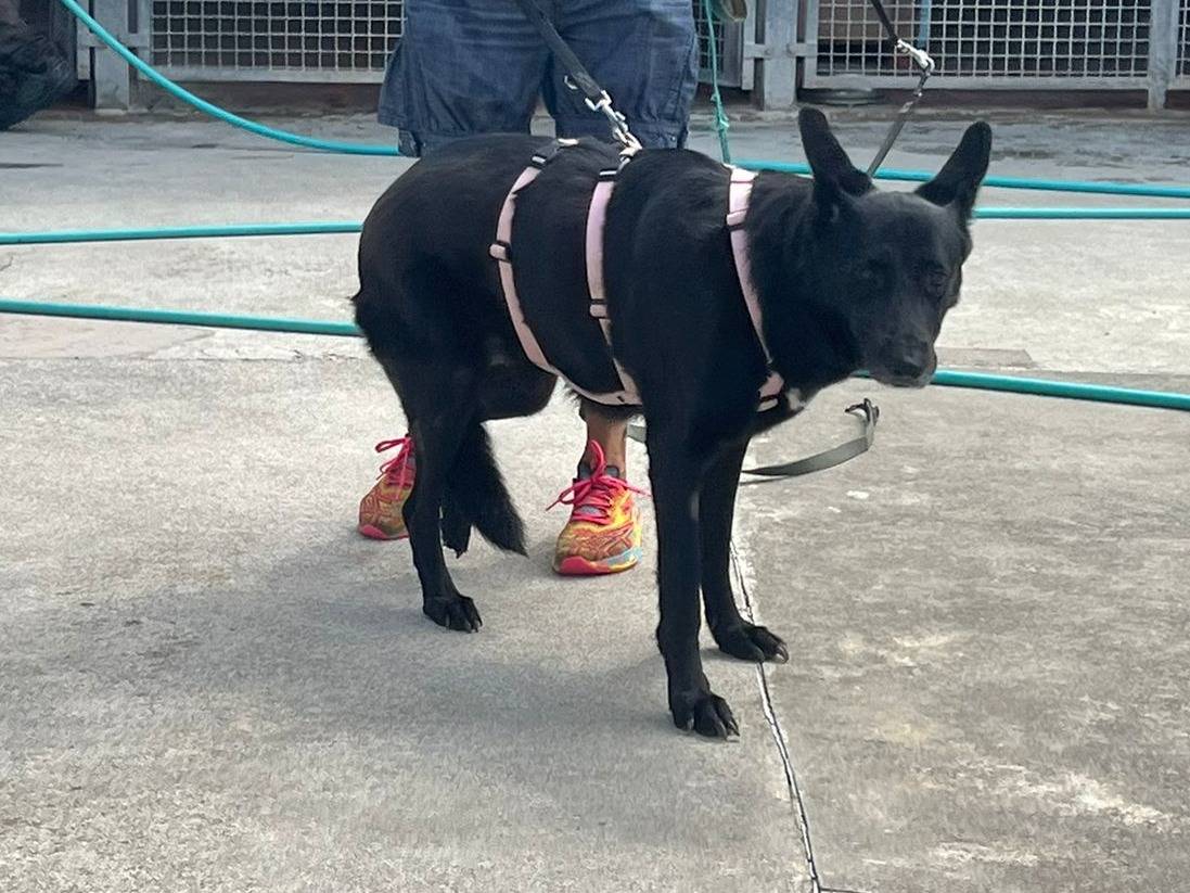 Vuoi adottare un cane a Milano?