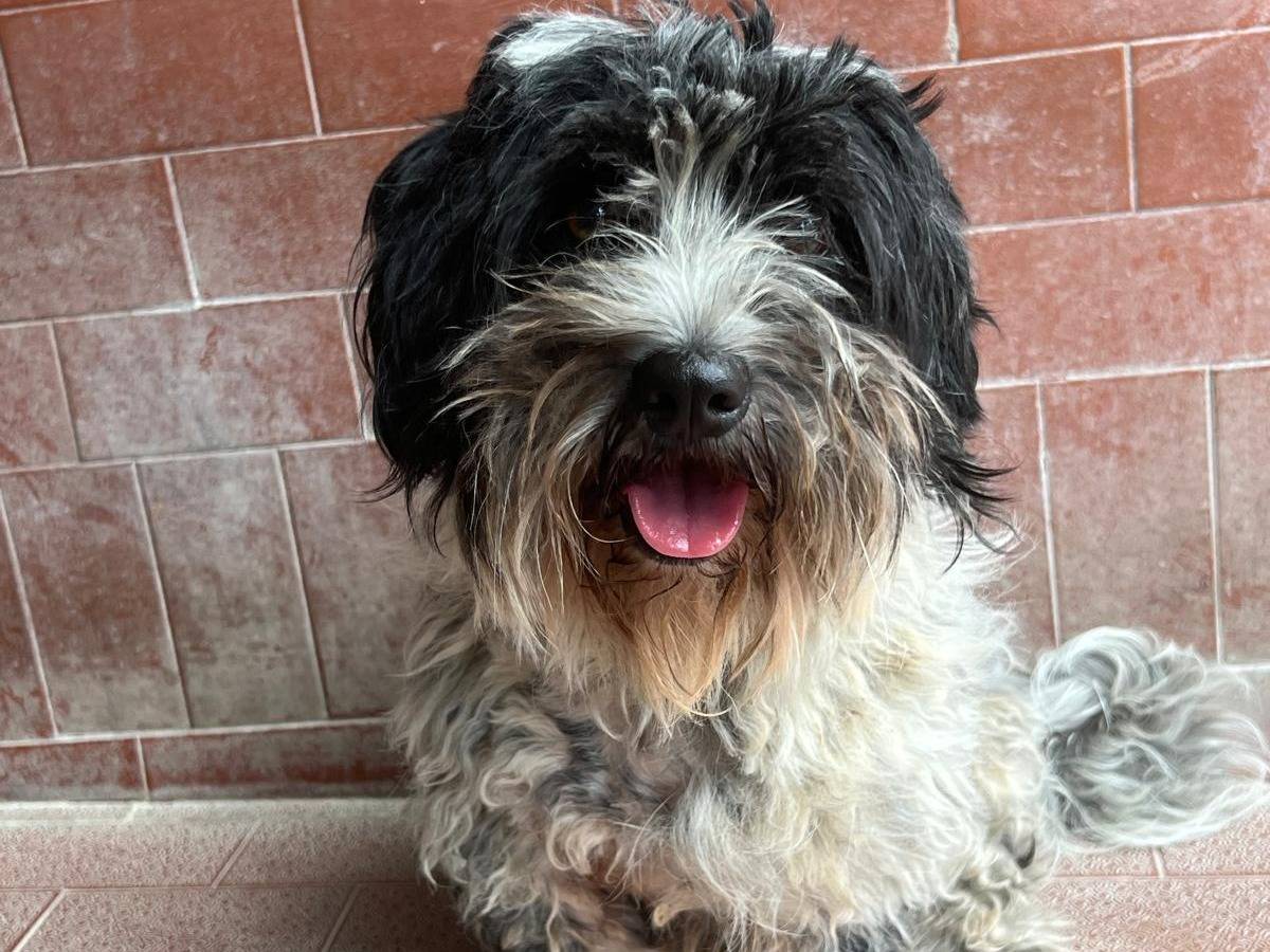 Adotta un cane, maschio, 3 anni e 6 mesi, Milano
