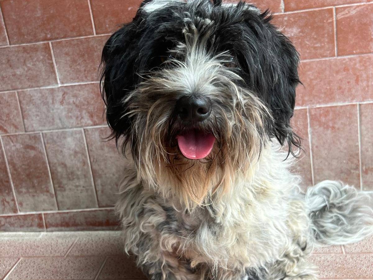 Vuoi adottare un cane a Milano?