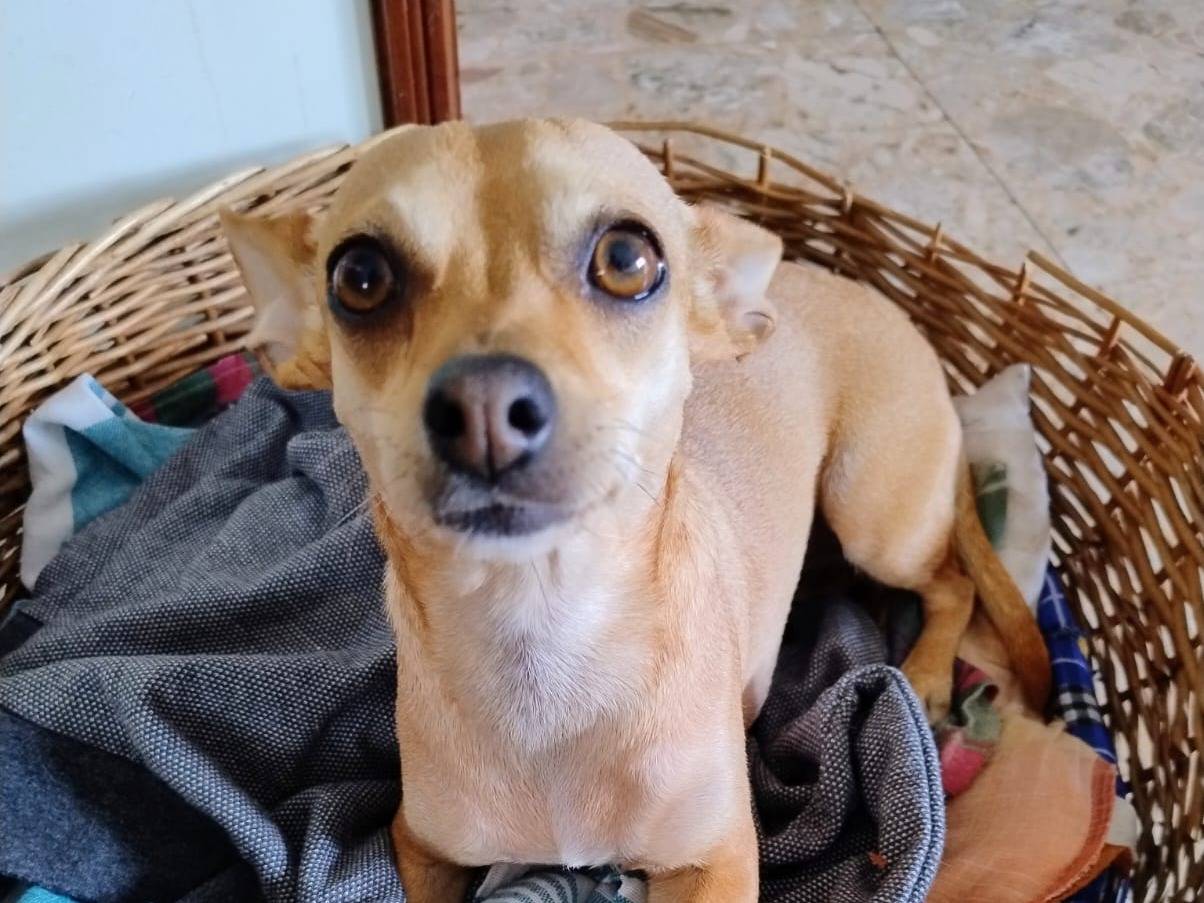 Adozione cane, femmina, Pinscher Razza sconosciuta, 4 anni, taglia piccola, Milano