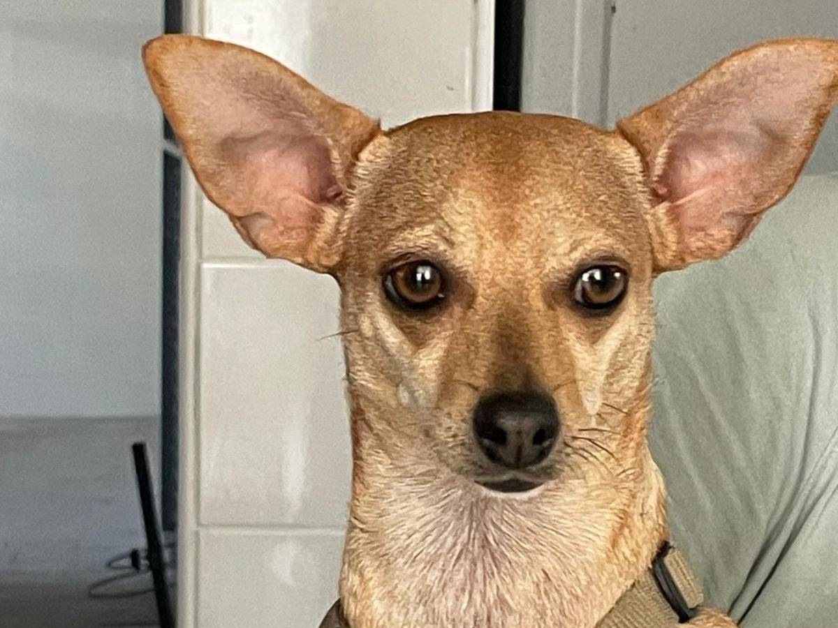 Adotta un cane, femmina, 4 anni, Milano