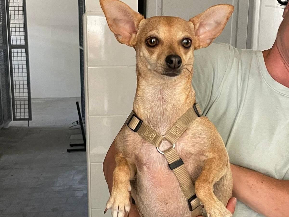 Adotta un cane, taglia piccola, femmina, Milano