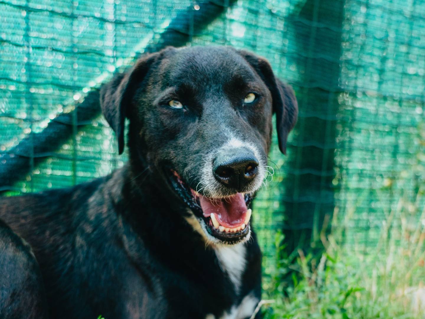 Adozione cane, maschio, Razza sconosciuta Razza sconosciuta, 2 anni e 2 mesi, taglia media, Milano
