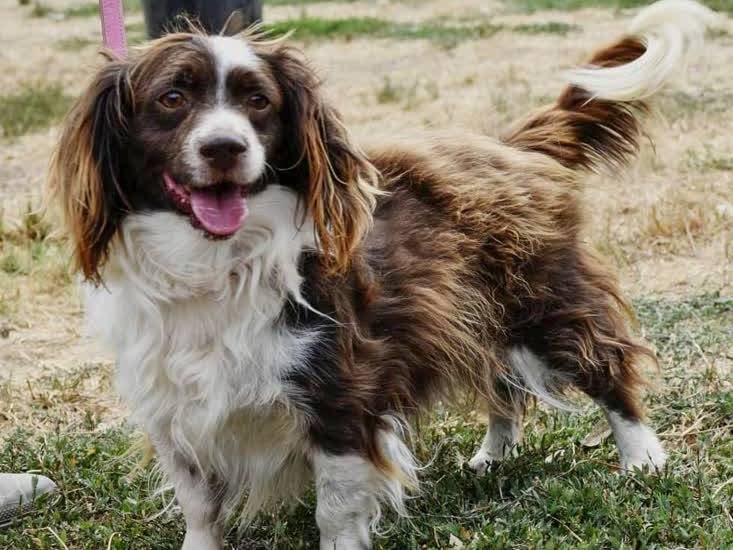 Vuoi adottare un cane a Padova?