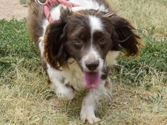 Adotta il cane TOMMY a Padova