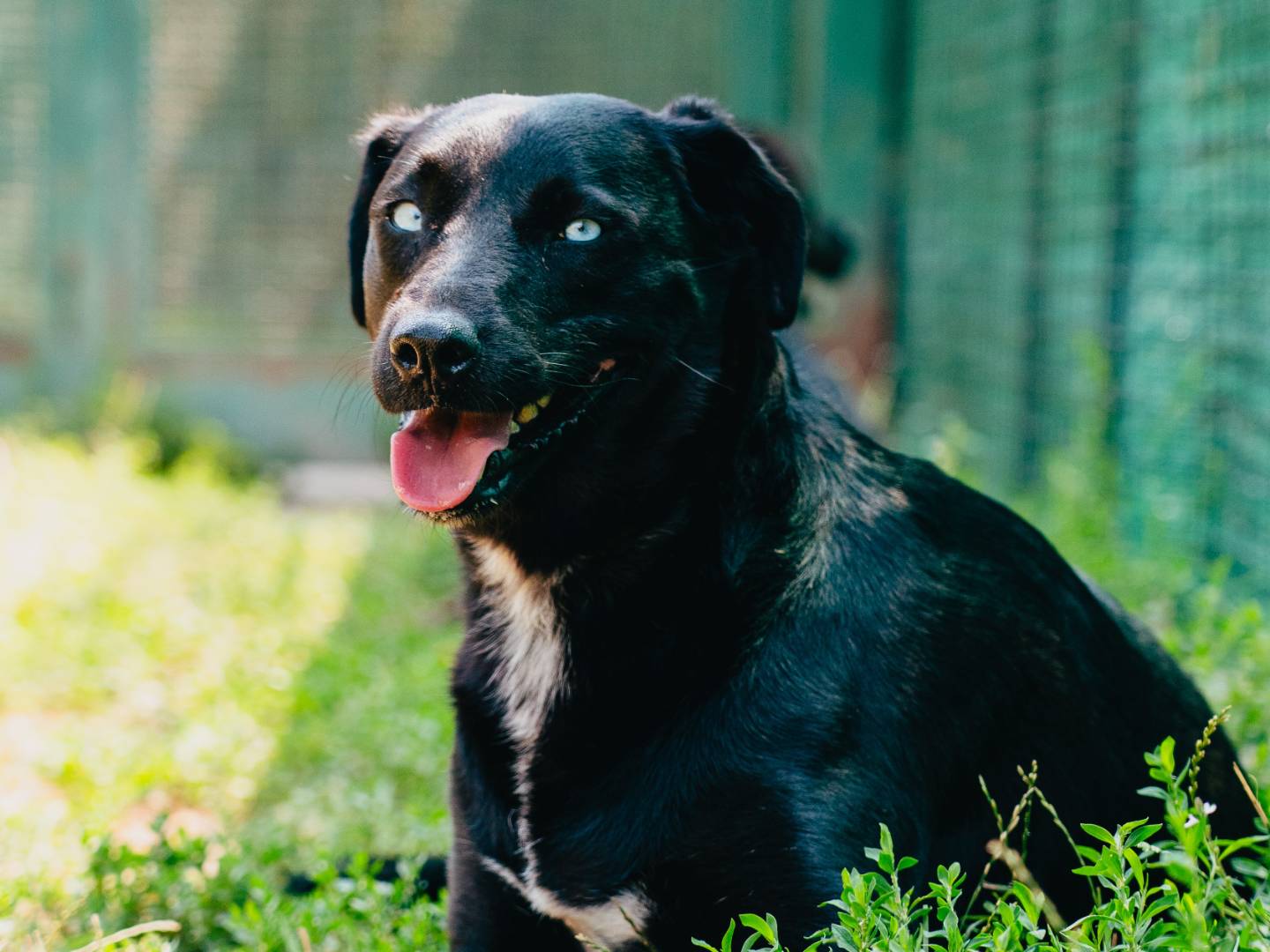 Adozione cane, femmina, Razza sconosciuta Razza sconosciuta, 2 anni e 1 mese, taglia media, Milano