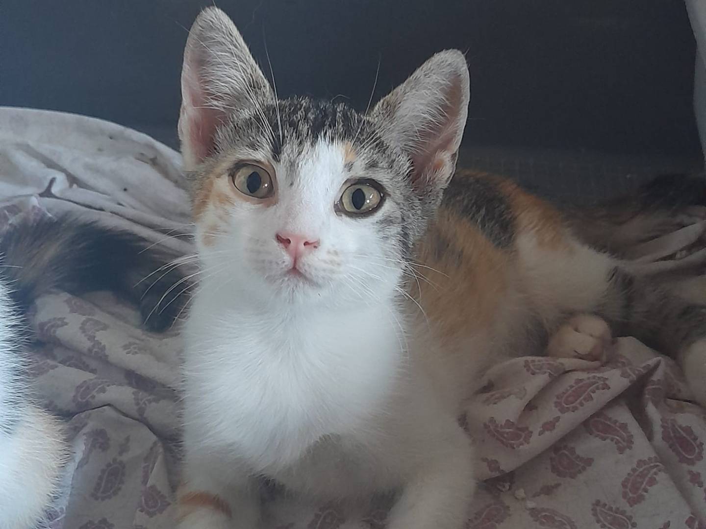 Adozione gatto, femmina, Razza sconosciuta Razza sconosciuta, 2 mesi, taglia non valida, Parma
