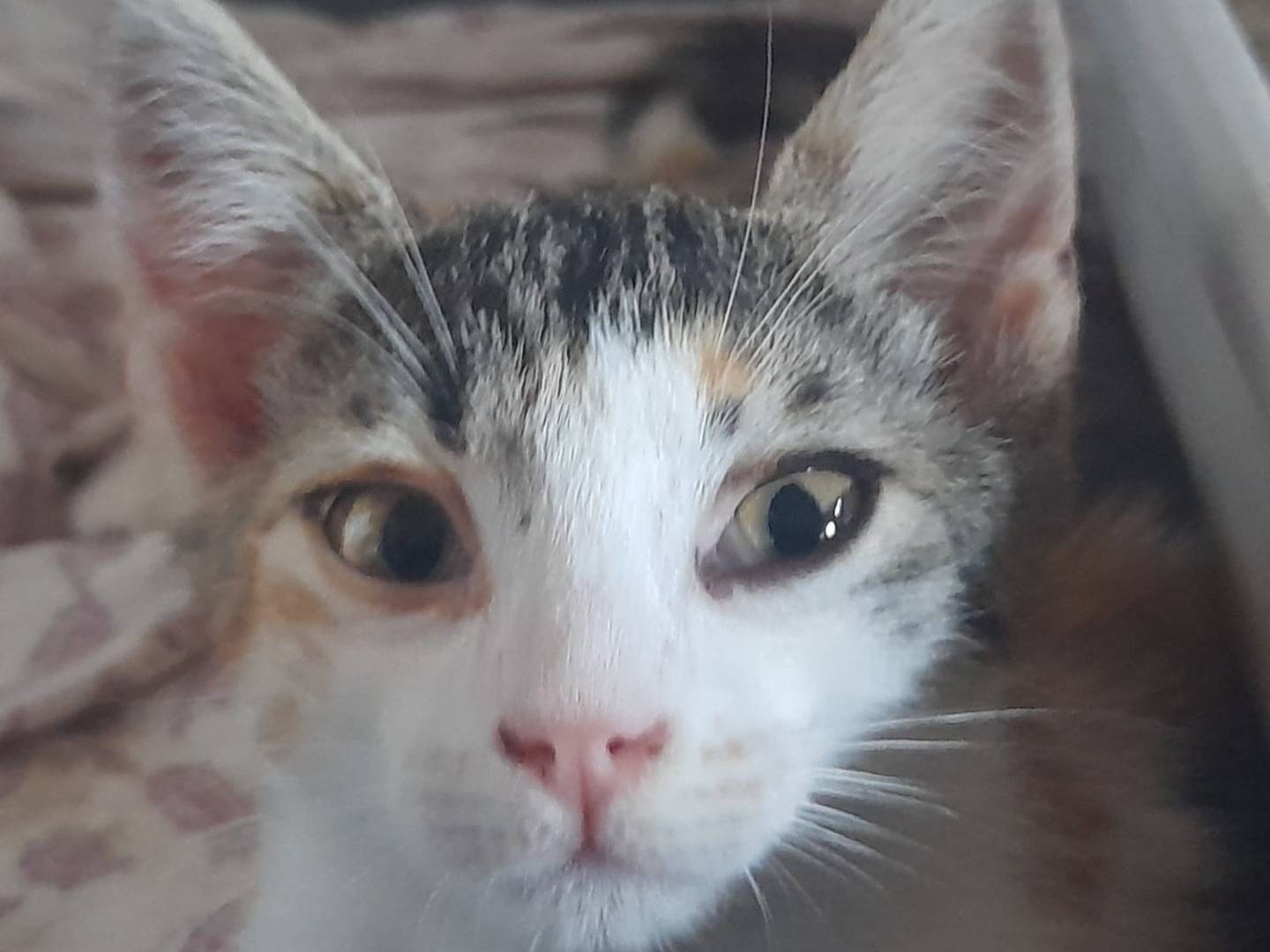 Adotta un gatto, femmina, 2 mesi, Parma
