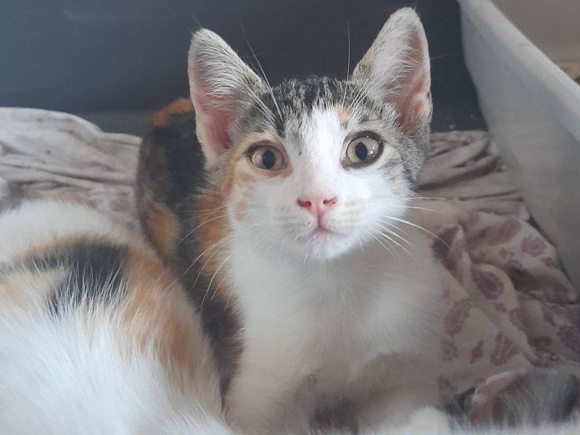 Adotta un gatto, taglia non valida, femmina, Parma
