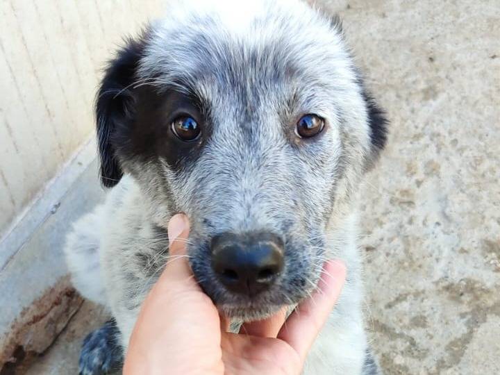 Adozione cane, femmina, Setter Inglese Pastore maremmano, 3 mesi, taglia media, Bologna