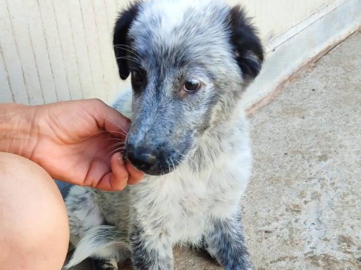 Adotta un cane, femmina, 3 mesi, Bologna