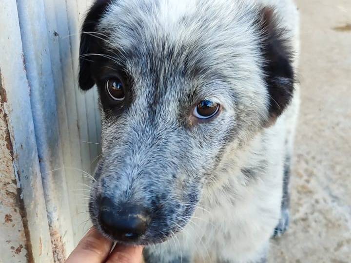 Adotta un cane, taglia media, femmina, Bologna