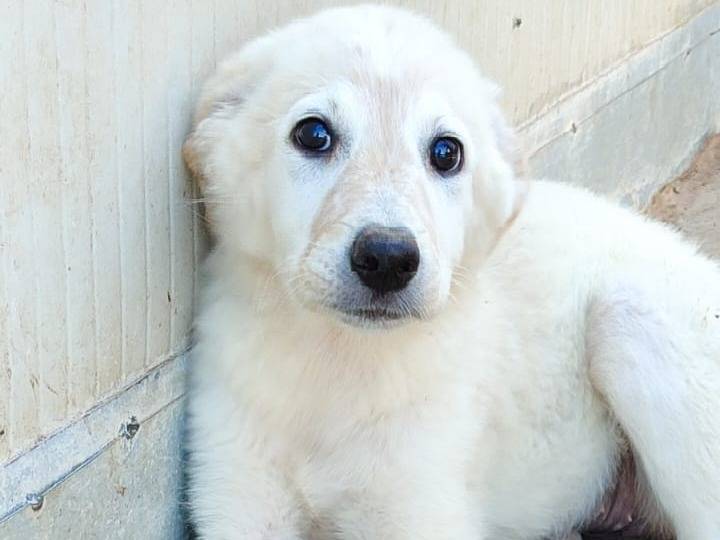 Adozione cane, femmina, Setter Inglese Pastore maremmano, 3 mesi, taglia media, Bologna