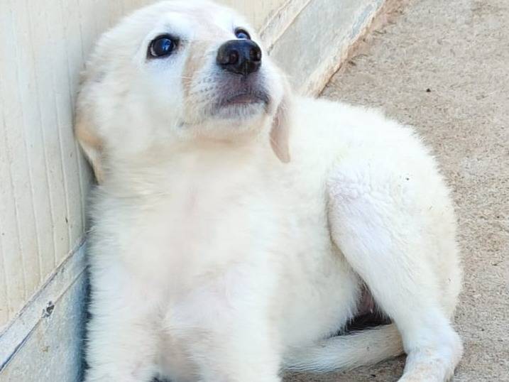 Adotta un cane, femmina, 3 mesi, Bologna