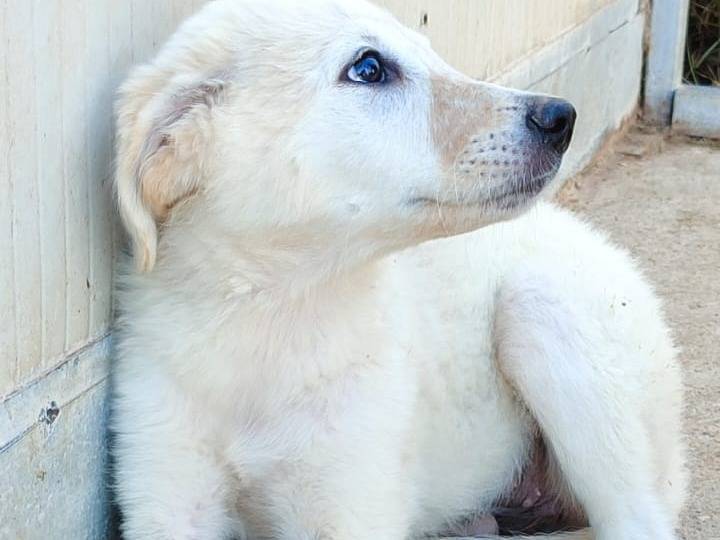 Adotta un cane, taglia media, femmina, Bologna